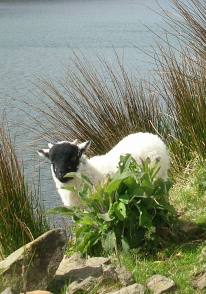 connemara_killary_harbour_sheep.jpg
